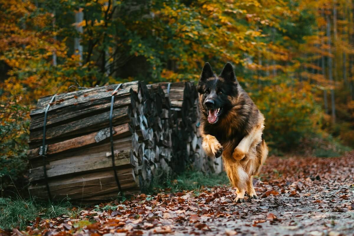 German Shepherd Running in a Forest