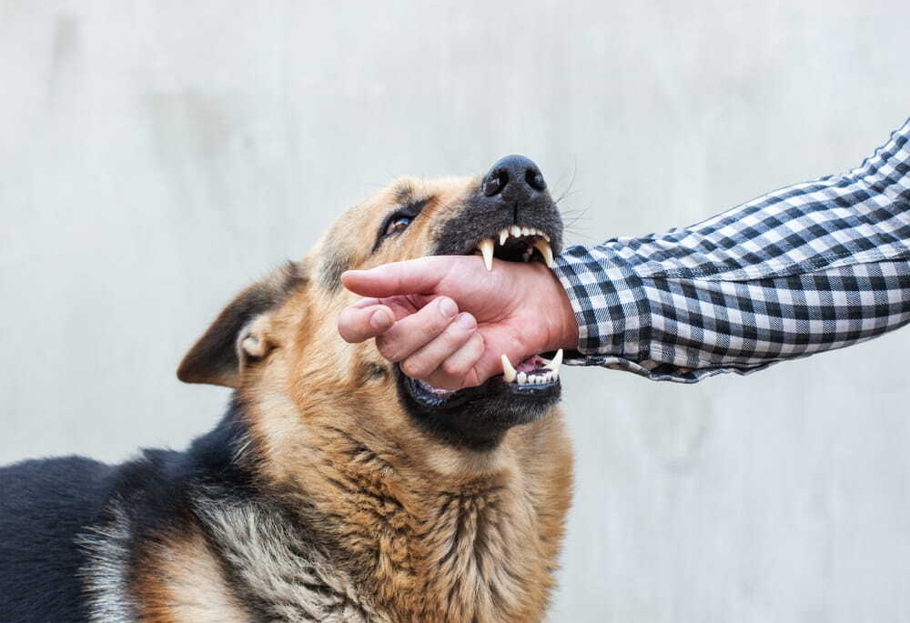 A close up of a dog